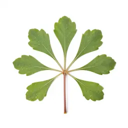 Totara