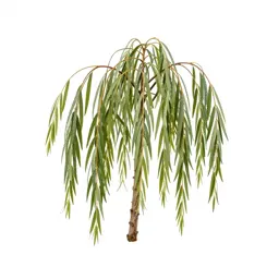 Weeping willow