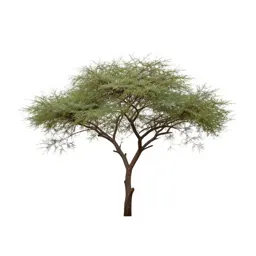 Acacia on savannah