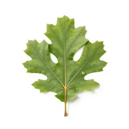 English oak in full leaf