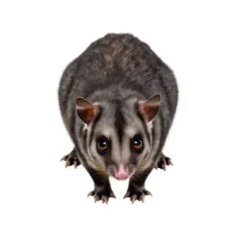 Bandicoot