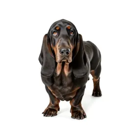Basset
