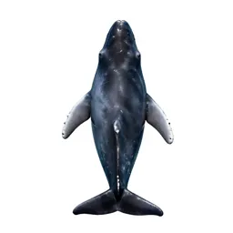 Beaked whale