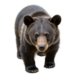 Bear cub