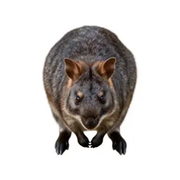 Bettong
