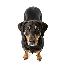 Black-and-tan coonhound