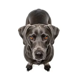 Bluetick