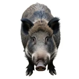 Boarhound
