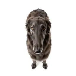Borzoi