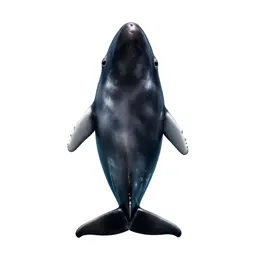 Bottle-nosed whale