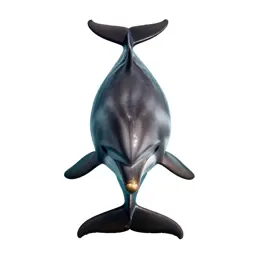 Bottlenose dolphin