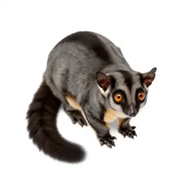 Brush-tailed phalanger