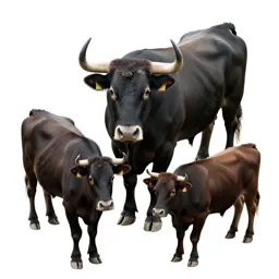 Bull