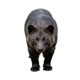 Carnivore
