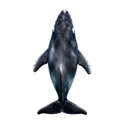 Cetacean