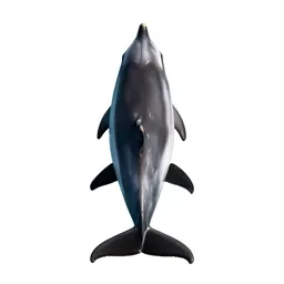 Common dolphin