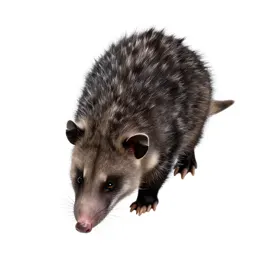 Common opossum