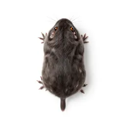 Common shrew