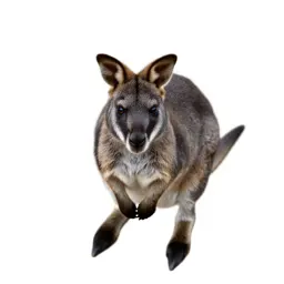 Common wallaby