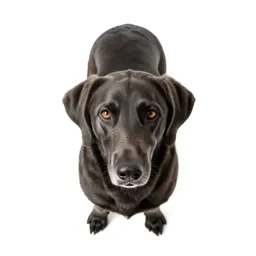 Coonhound