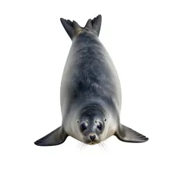 Crabeater seal