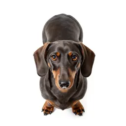 Dachshund