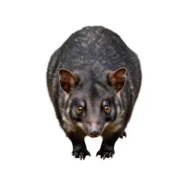 Dasyurid marsupial