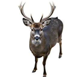 Doe