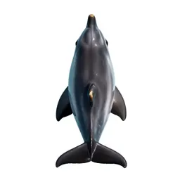 Dolphin