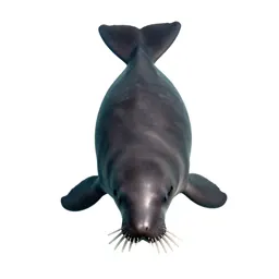 Dugong