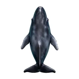Dwarf sperm whale