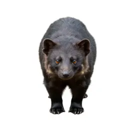 Fissiped mammal