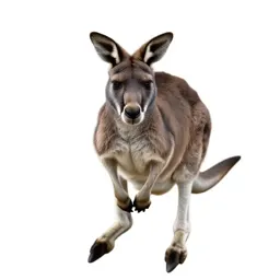 Giant kangaroo