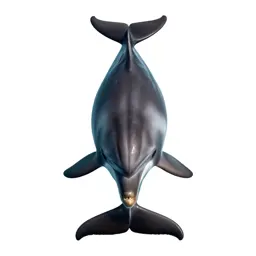 Grampus