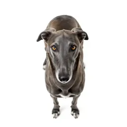 Greyhound