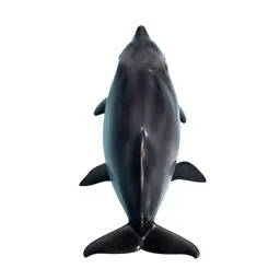 Harbor porpoise