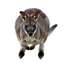 Hare wallaby