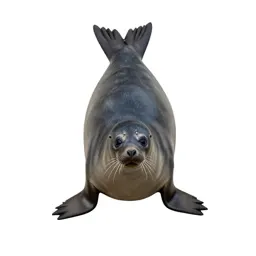 Harp seal