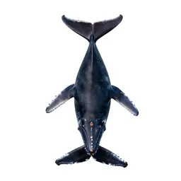 Humpback
