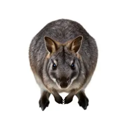 Jerboa kangaroo