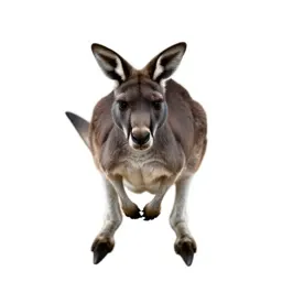 Kangaroo