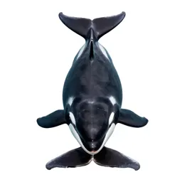 Killer whale