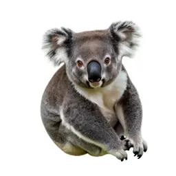 Koala