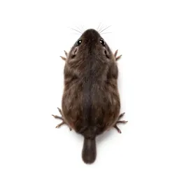 Least shrew