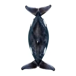 Lesser rorqual