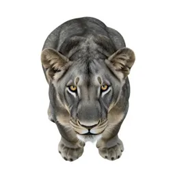 Lion cub