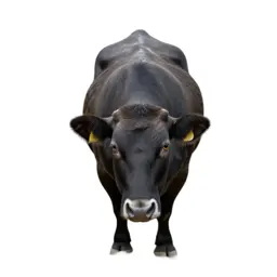 Livestock