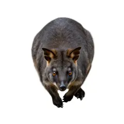 Marsupial