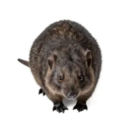 Monotreme