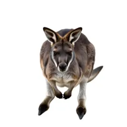 Musk kangaroo